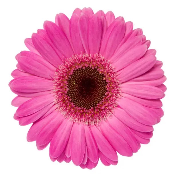 A vibrant pink gerbera daisy with a dark center against a white background.