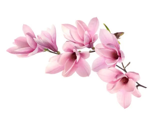 A delicate branch of pink magnolia flowers against a white background.