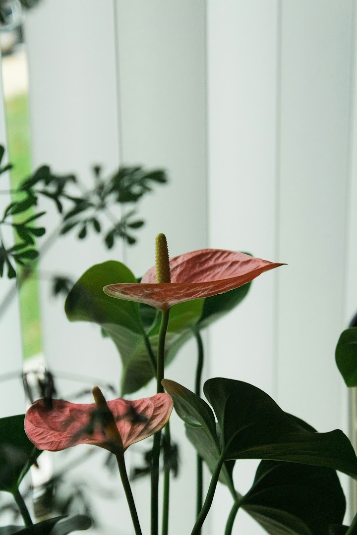 Close-up of pink anthurium flowers with lush green leaves against a white background.